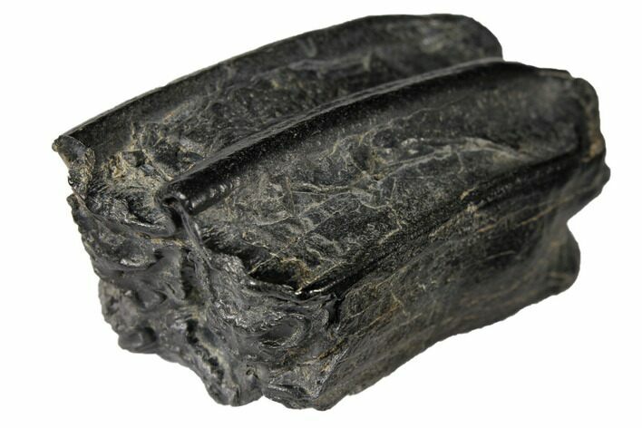 Pleistocene Aged Fossil Horse Tooth - Florida #122598